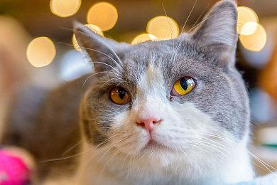 《伊苏vs空之轨迹》重制版发售 15年经典格斗回归